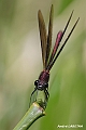 Caloptéryx hémorroïdal mâle
